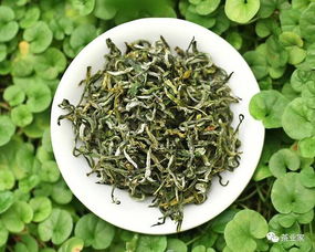 一年一度的新茶即將上市 買茶還需謹(jǐn)慎